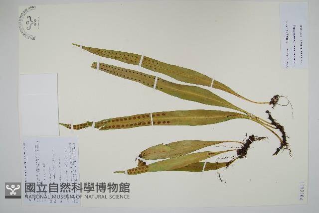 兩色瓦葦藏品圖，第1張