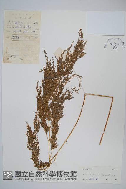 日本金粉蕨藏品圖，第1張