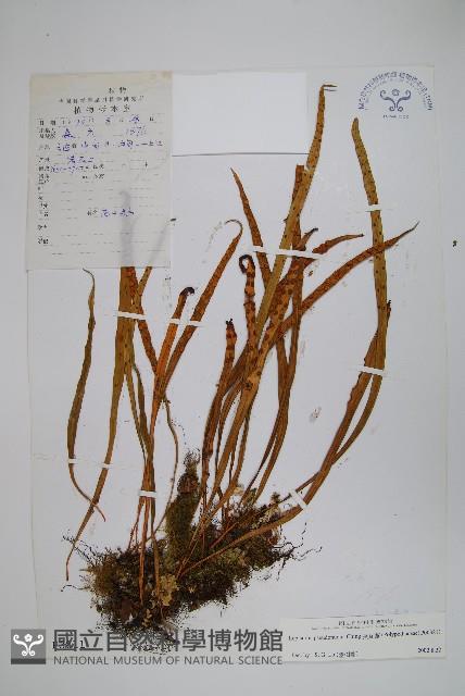 長瓦葦藏品圖，第1張