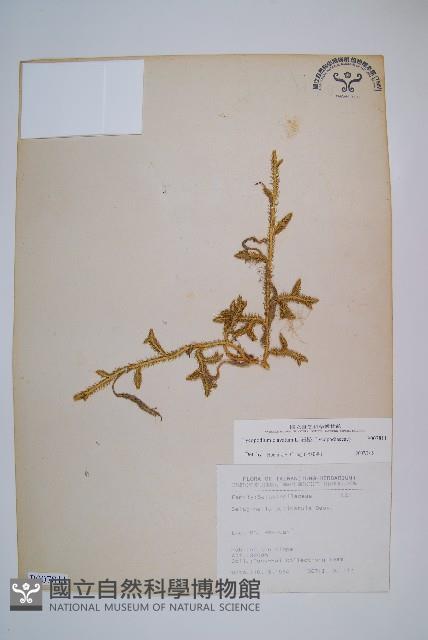 石松藏品圖，第1張