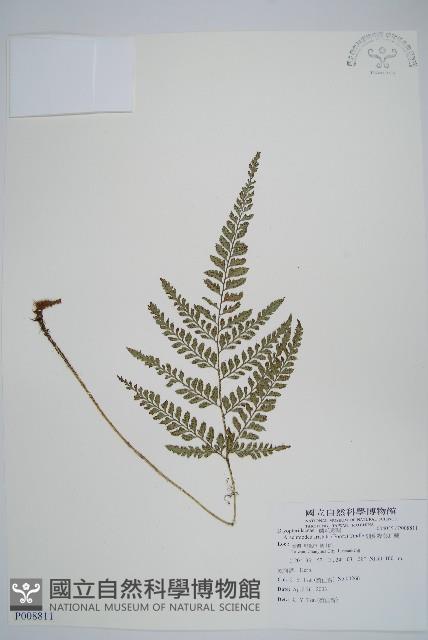 細葉複葉耳蕨藏品圖，第1張