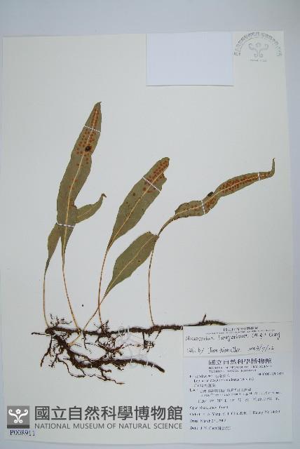 波氏星蕨藏品圖，第1張