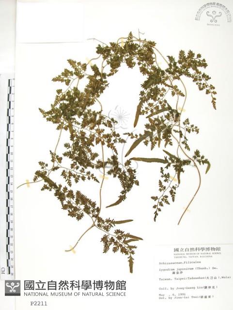 海金沙藏品圖，第1張