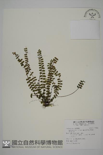 三翅鐵角蕨藏品圖，第1張