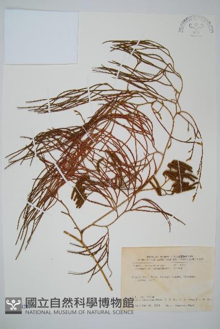 木賊葉石松藏品圖，第1張