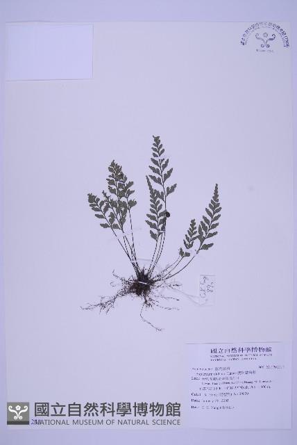 俄氏鐵角蕨藏品圖，第1張