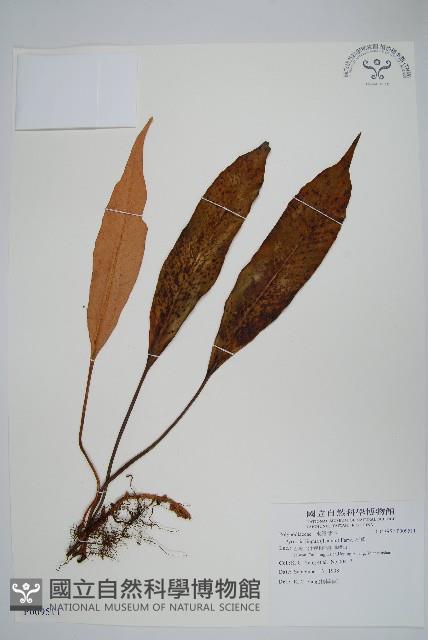 石葦藏品圖，第1張