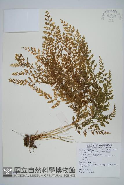 金粉蕨藏品圖，第1張