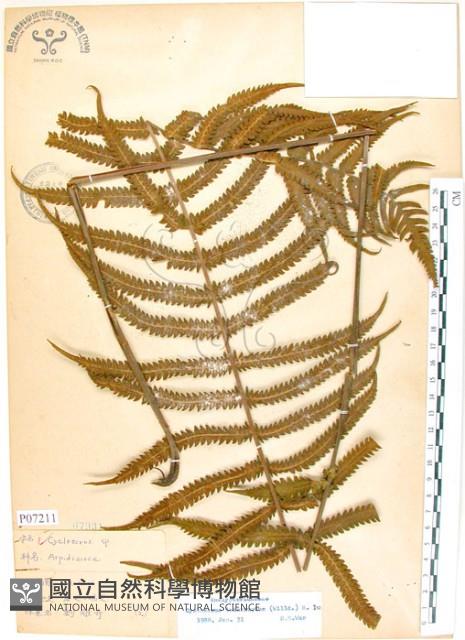 密毛毛蕨藏品圖，第1張