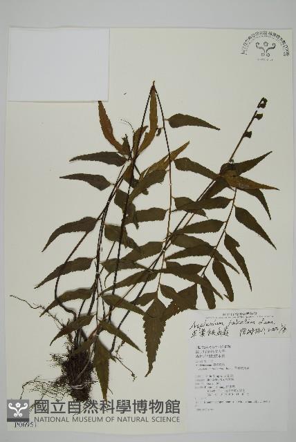 鐮葉鐵角蕨藏品圖，第1張