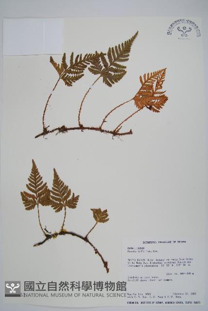 鱗葉陰石蕨藏品圖，第1張