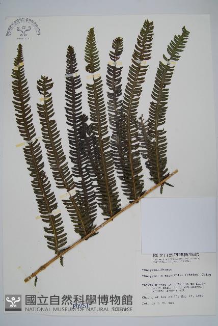 斜葉金星蕨藏品圖，第1張