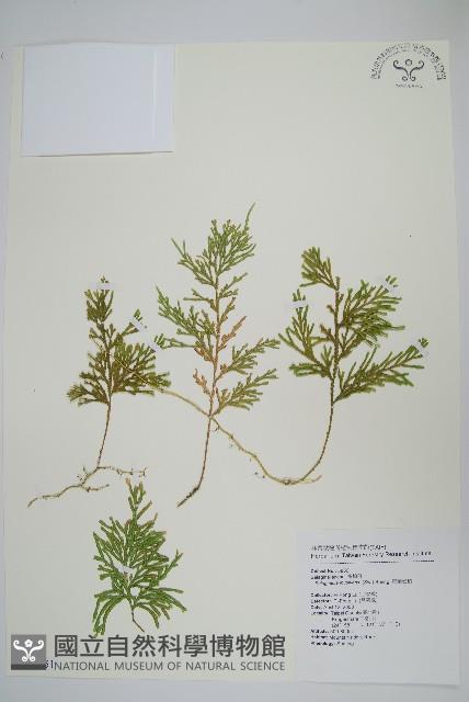 密葉卷柏藏品圖，第1張