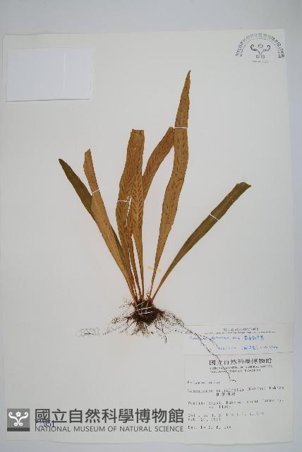 劍葉鐵角蕨、箭葉鐵角蕨藏品圖，第1張