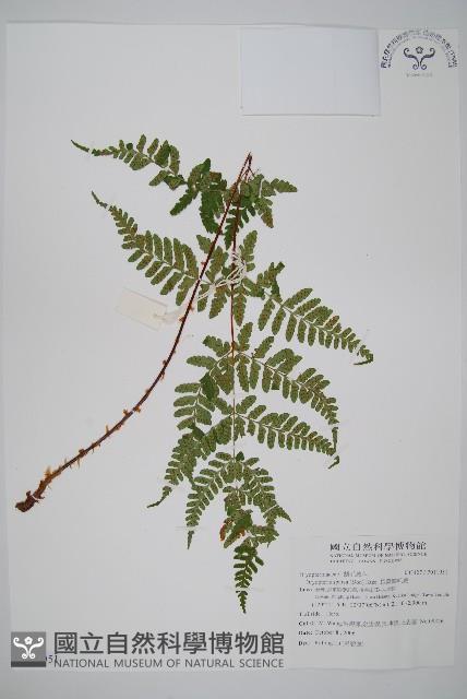 長葉鱗毛蕨藏品圖，第1張