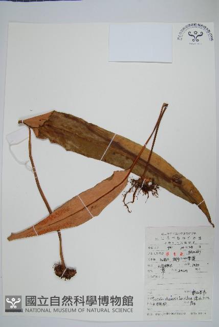 盧山石葦藏品圖，第1張