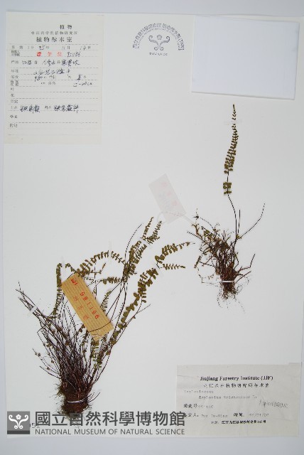 鐵角蕨藏品圖，第1張