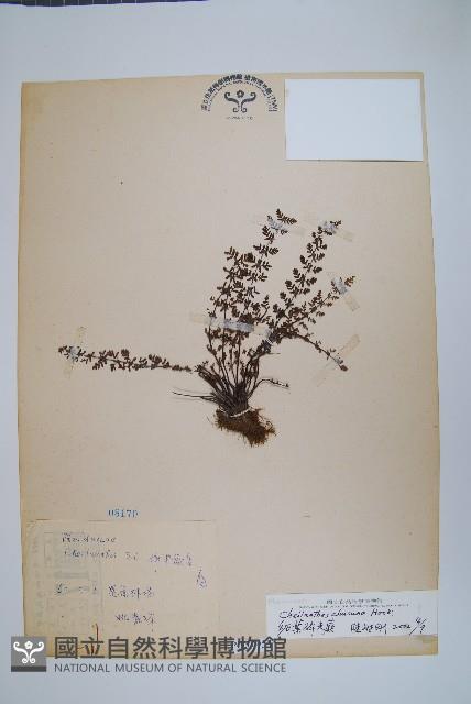 細葉碎米蕨藏品圖，第1張