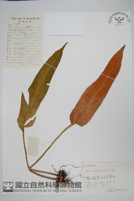 盧山石葦藏品圖，第1張