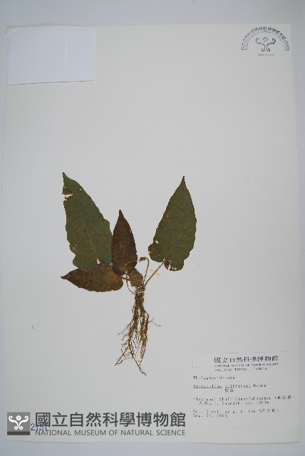 聖蕨藏品圖，第1張