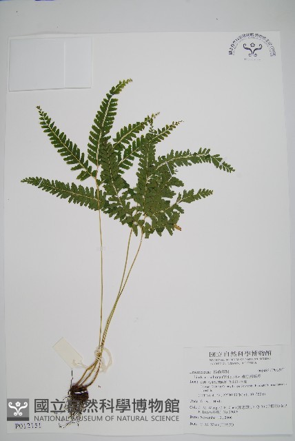 網脈鱗始蕨藏品圖，第1張