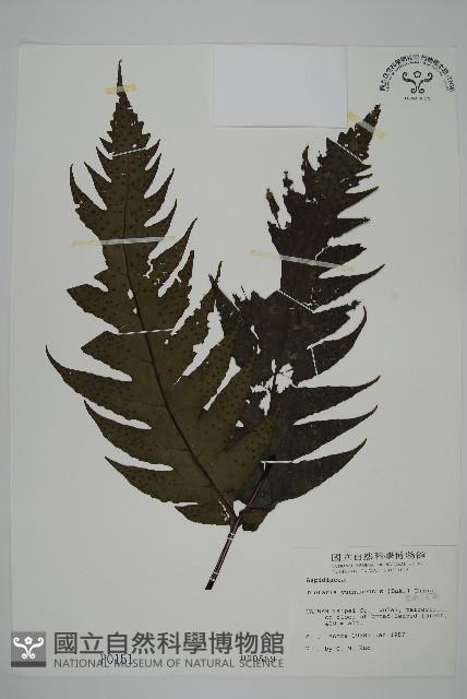 雲南三叉蕨藏品圖，第1張