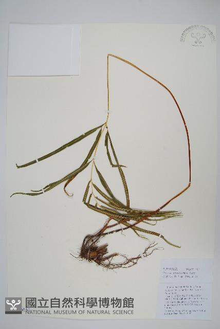 箭葉鳳尾蕨藏品圖，第1張