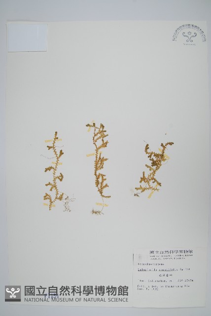 疏葉卷柏藏品圖，第1張