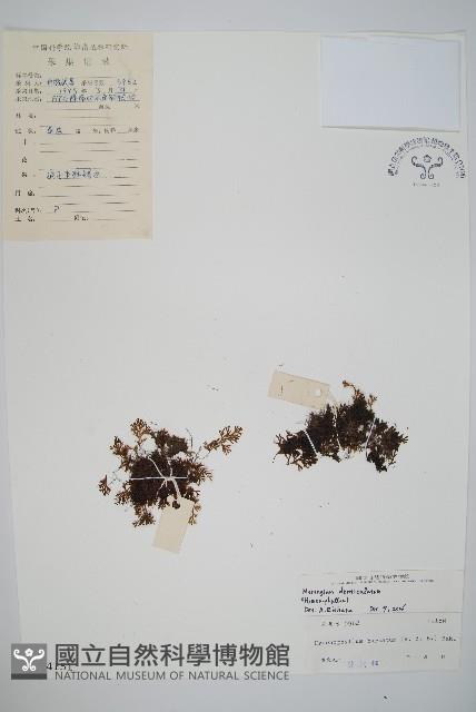 厚壁蕨藏品圖，第1張