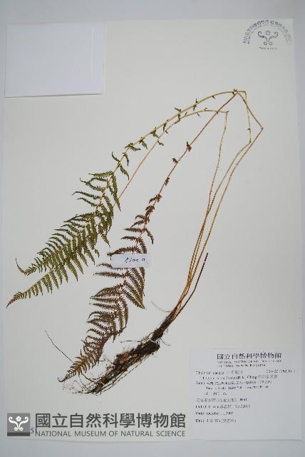 縮羽金星蕨藏品圖，第1張