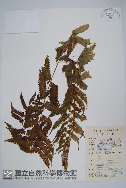 密毛毛蕨藏品圖，第1張