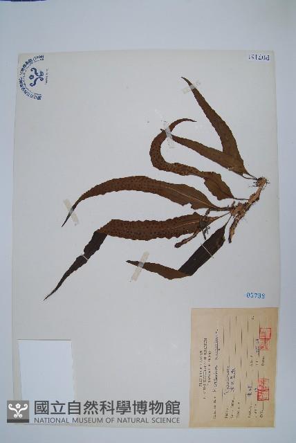 波氏星蕨藏品圖，第1張