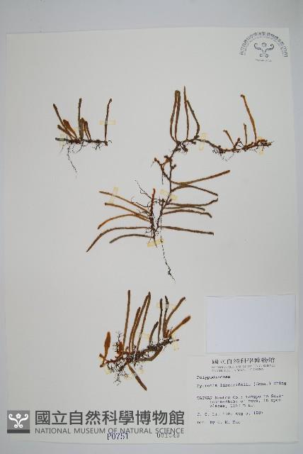 Accession Number:P000751 Collection Image, Figure 1, Total 2 Figures