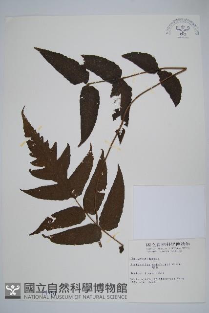 聖蕨藏品圖，第1張