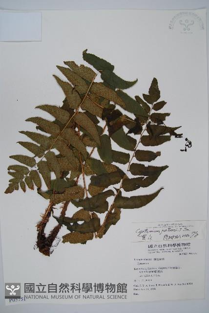 貫眾蕨藏品圖，第1張