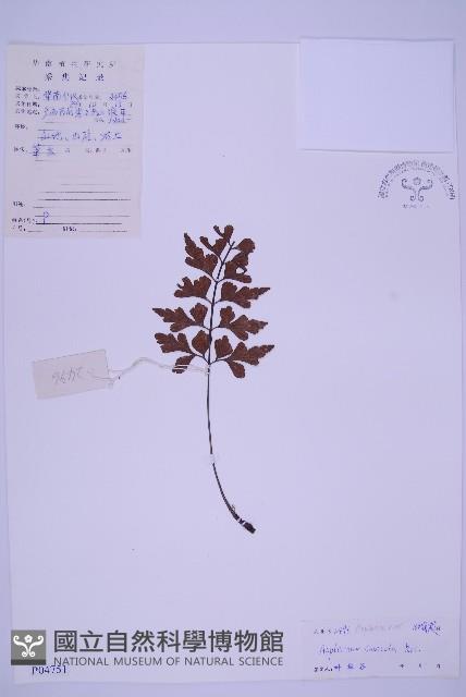 石生鐵角蕨藏品圖，第1張