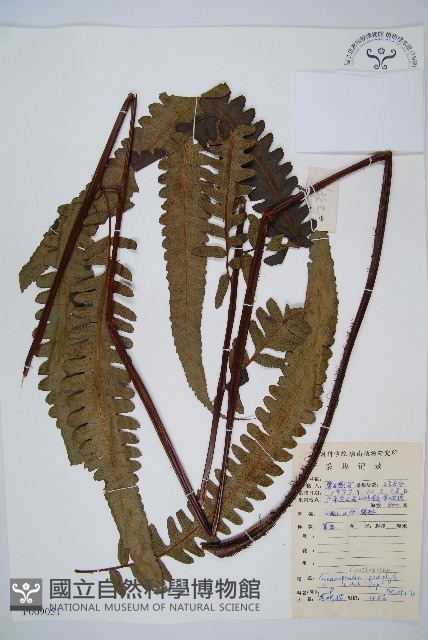 黑桫蕨藏品圖，第1張