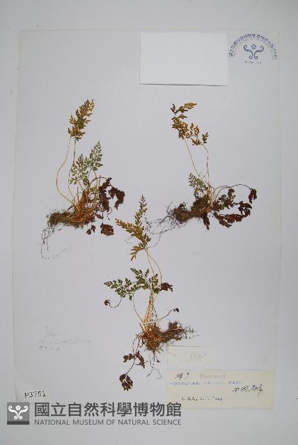 珠蕨藏品圖，第1張