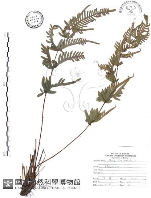 半邊羽裂鳳尾蕨藏品圖，第1張