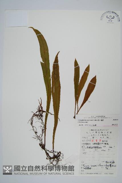 褐基劍蕨藏品圖，第1張