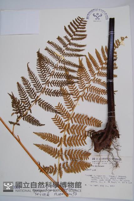 細葉姬蕨藏品圖，第1張