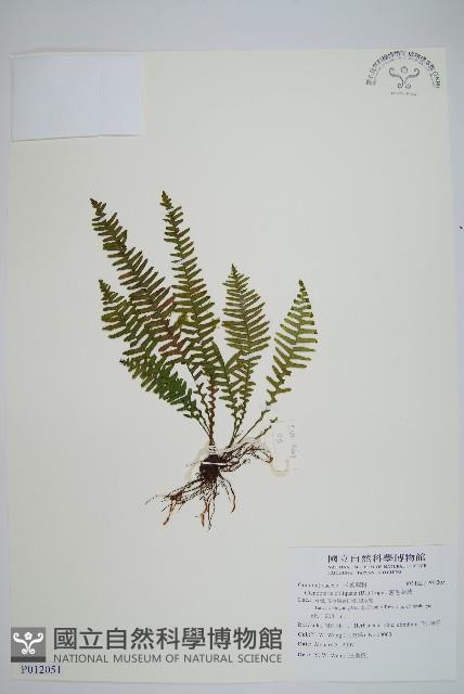 密毛蒿蕨藏品圖，第1張