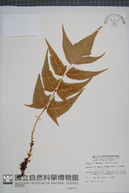 細齒貫眾蕨藏品圖，第1張