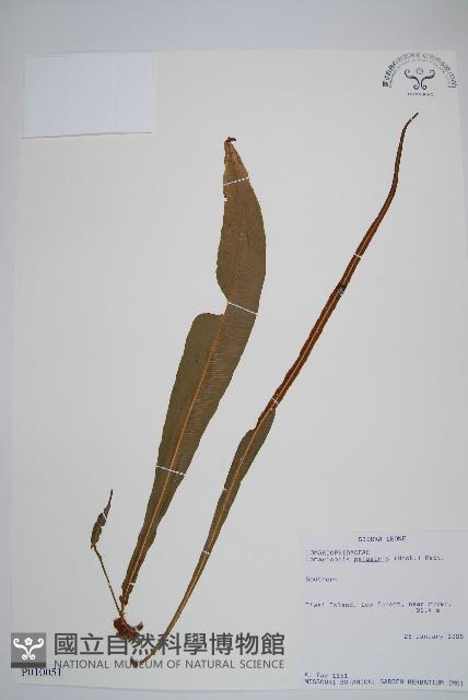 登錄號:P010051藏品圖，第1張