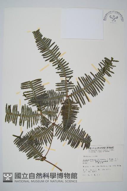 賽芒萁藏品圖，第1張