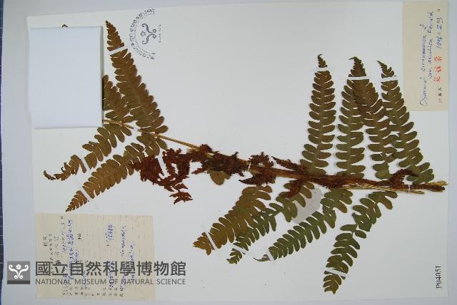 桂皮紫萁藏品圖，第1張