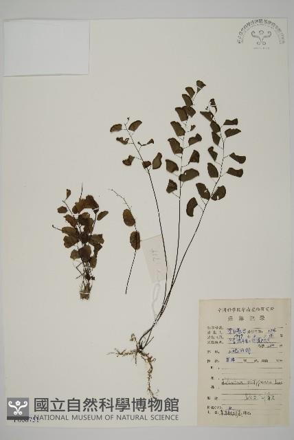 半月形鐵線蕨藏品圖，第1張