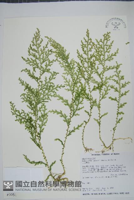 玉山卷柏藏品圖，第1張