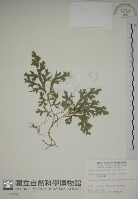 生根卷柏藏品圖，第1張