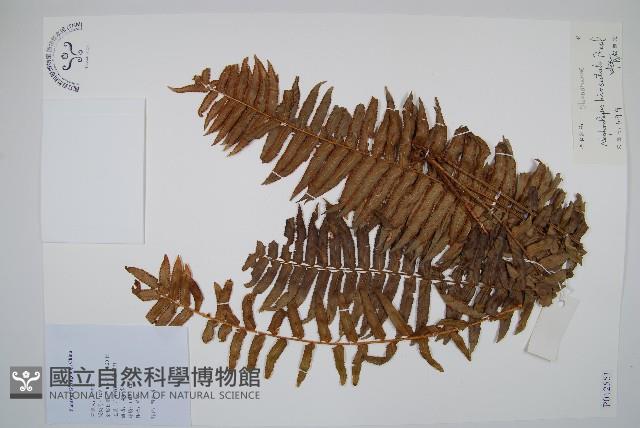 毛葉腎蕨藏品圖，第1張